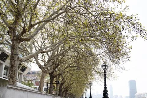 Light and trees on river Thames London Stock Photos