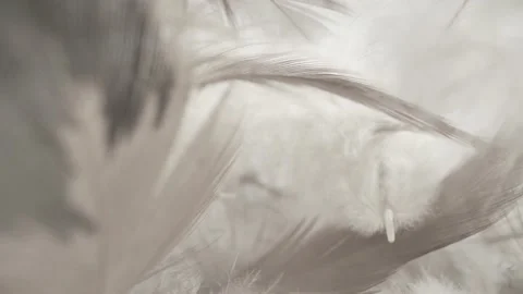 Light and weightless down and feathers of a bird super close-up Vídeos de archivo 143279456