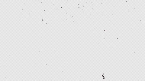 Light Ashes Drifting Falling Floating Through Air Element Alpha Channel 02 Stock Footage 286138308