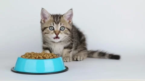 On a light background, a brown kitten eats from a blue bowl Stock-Footage 201130023
