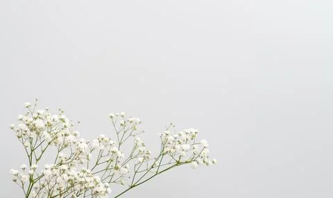 Light background with empty space and flower leaves, place for text Stock Photos