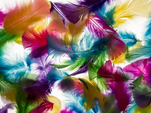Light background feather Stock Photos