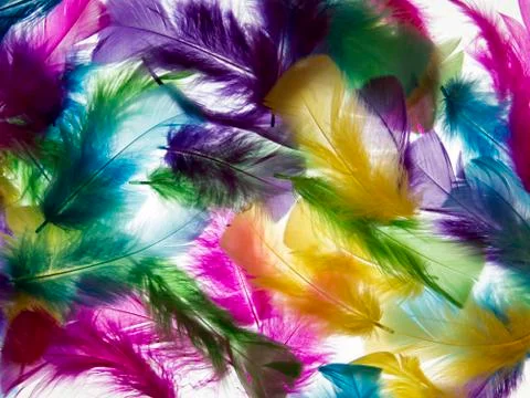 Light background of feathers. romantic, delicate texture Stock Photos