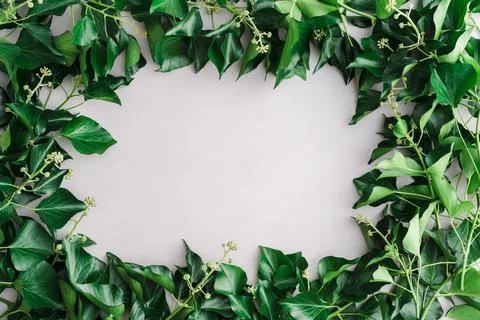 Light background with frame of ivy Stock Photos