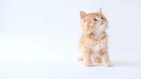 On a light background, a ginger kitten stands and looks around 스톡 동영상 193977559