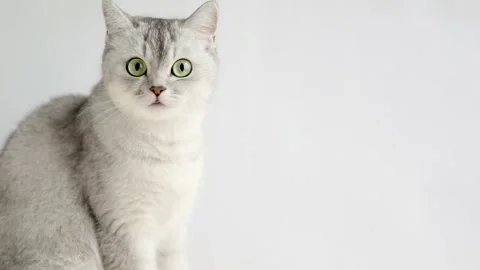 On a light background a gray cat with green eyes sits and meows Stock-Footage 196371778