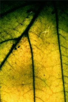 In the light background Stock Photos