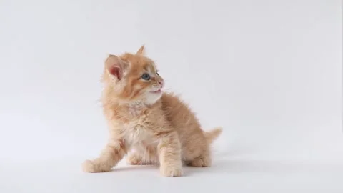 On a light background, a red little kitten is licking and meowing Stock-Footage 193247588