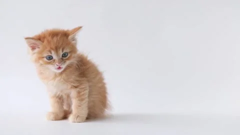 On a light background, a sitting little red kitten meows Video stock 193247587