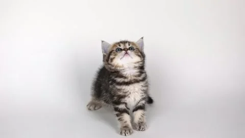 On a light background a small brown kitten sits and looks up Stock Footage 204953070