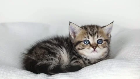On a light background, a small brown kitten lies and looks around Video stock 204953130