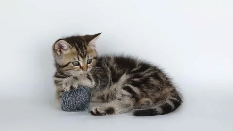 On a light background a small brown kitten plays with a ball of thread Video stock 204953413