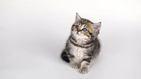 On a light background a small brown kitten sits and looks up Stock Footage 228097406