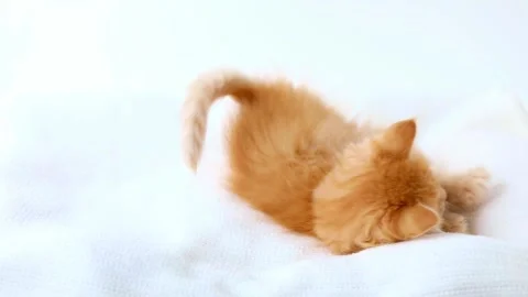 On a light background a small red kitten plays with a tail Stock Footage 194393538