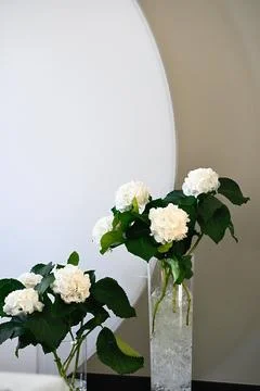 On a light background two transparent vases with beautiful bouquets of whit.. Stock Photos