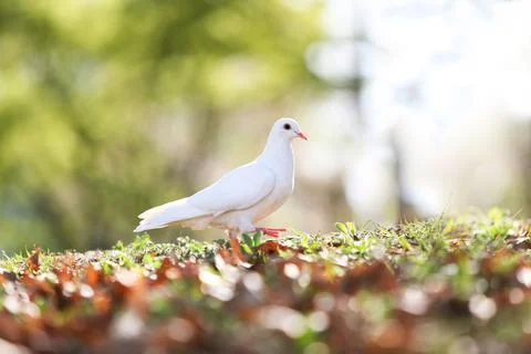 Light background with white doves symbolizing peace and freedom hope Stock Photos