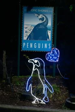 Light based Penguin Stock Photos