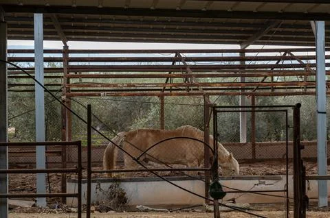 A light bay horse in a paddock eats hay Stock Photos