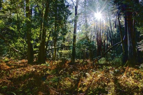 Light beam through the trees in the forest with lens flare. Stock Photos