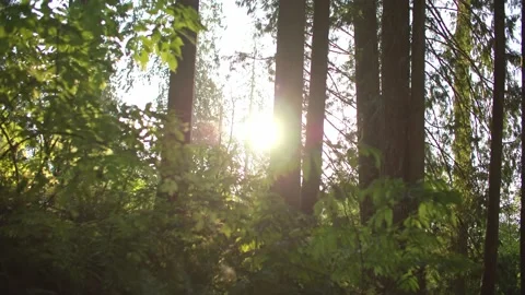 Light beaming into west coast forest 库存影片 221949402