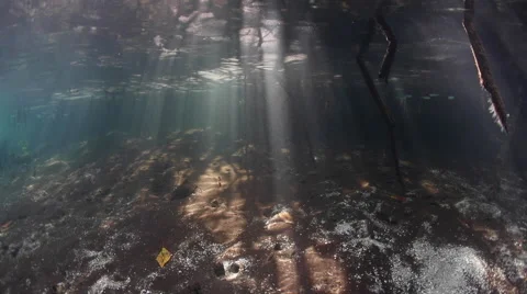 Light Beams and Mangrove Forest Stock Footage 62869058