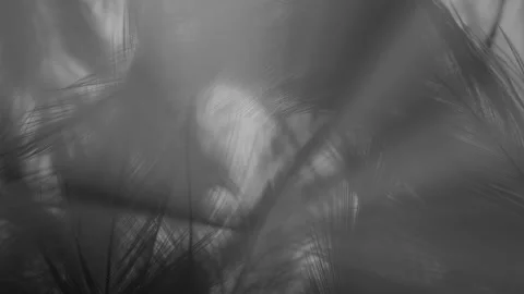 LIGHT BEAMS PASSING THROUGH FEATHERS.  4K MACRO SLIDER SHOT Stock Footage 234352804