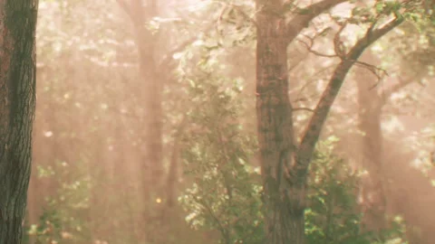 Light beams shine through trees in a forest during a sunny morning Stock Footage 340624879