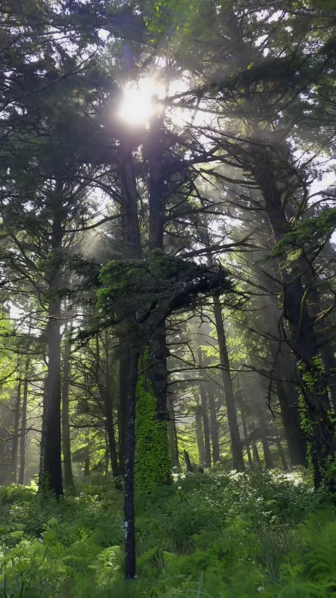 Light beams through conifer trees, Oregon looping Stock Footage 314199555