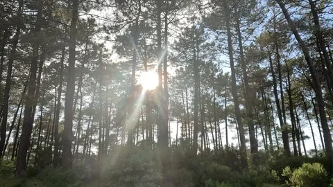Light Beams Through Trees Landscape Background Stock Footage 339959348