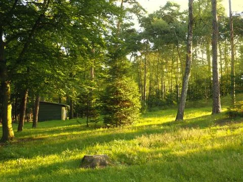 Light beams in the woods Stock Photos