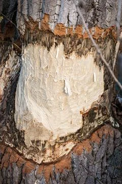 Light Beaver Gnaw Marks on Tree Trunk (Castor fiber) in Natural Habitat Stock Photos