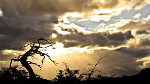 Light behind a crooked tree Stock Footage 6119476