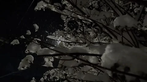 Light behind dark snowy tree branches Stock Footage 325815253