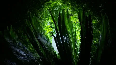 Light Behind a Fern Stock Footage 10599991