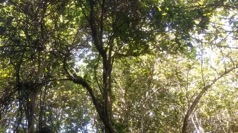 Light Behind the Lush Trees 库存影片 333151046