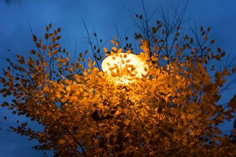 Light behind tree at dawn Stock Photos