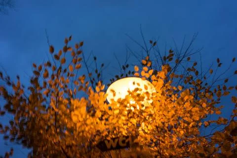 Light behind tree at dawn Stock Photos