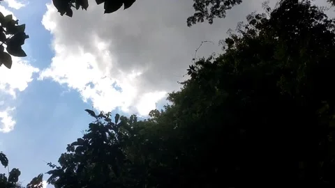 Light behind the trees Vidéo 332469990