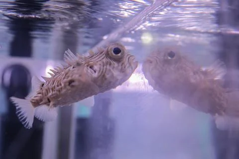 Light beige fish Stock Photos