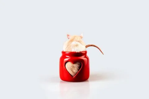 A light beige rat sitting in a red candlestick with a heart-shaped window Stock-Fotos