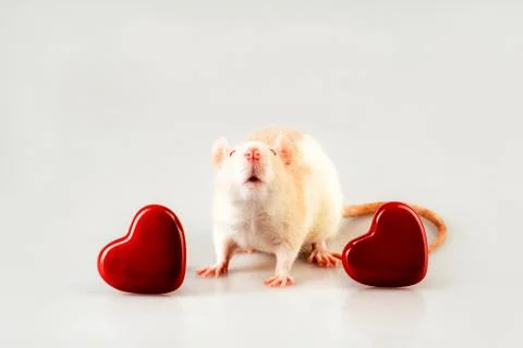 A light beige rat sitting with with two heart Stock Photos