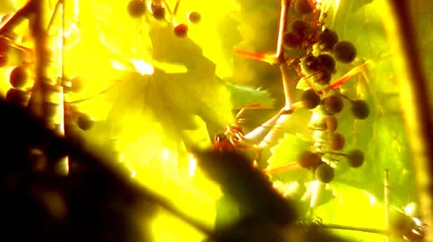 Light Berries Background Stock Footage 27189286
