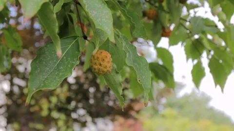 Light berry hanging from tree leaves slider Video stock 93053079