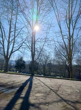 Light Between the Branches Stock Photos