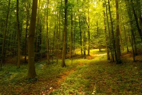 Light between the trees at Goettingen forest Stock Photos