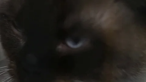 Light black cat face with blue eye Video stock 75795523
