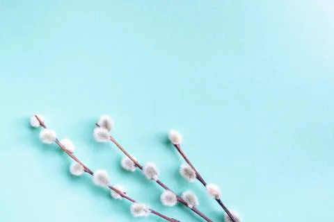 Light blue background and three pussy willow twigs. Place for text. Stock Photos