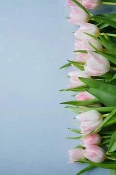 Light blue background with copy space and bunch of pink tulips on one side Foto stock