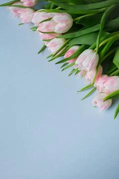 Light blue background with copy space and bunch of pink tulips in the corner Foto stock
