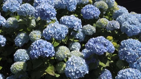 Light blue bigleaf hydrangea shrub flowering in bright summer sunshine Stock Footage 340561807